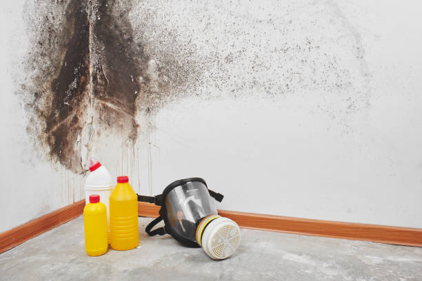 Best Attic Mold Removal  in Midway, AR