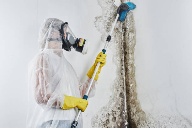Best Local Mold Removal Service  in Midway, AR