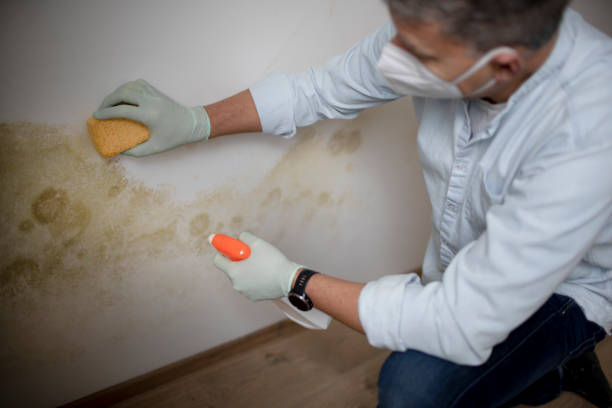 Mold Testing and Removal in Midway, AR
