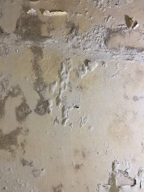 Best Office Mold Removal Services  in Midway, AR