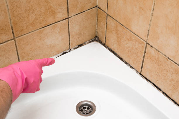 Home Mold Removal in Midway, AR